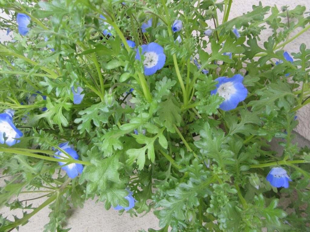 昨年秋からデイケアで育てているネモフィラがきれいに咲いてくれました！