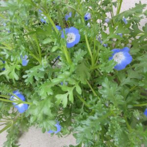 昨年秋からデイケアで育てているネモフィラがきれいに咲いてくれました！